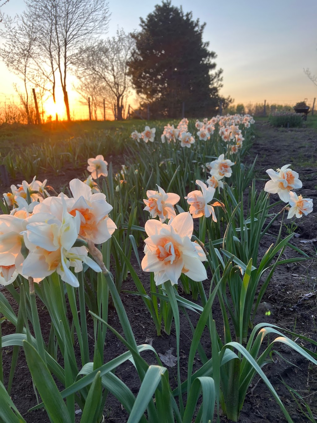 La Petite Ferme Florale | 650 Chem. de Lavaltrie, Lavaltrie, QC J5T 3K8, Canada | Phone: (514) 839-2635