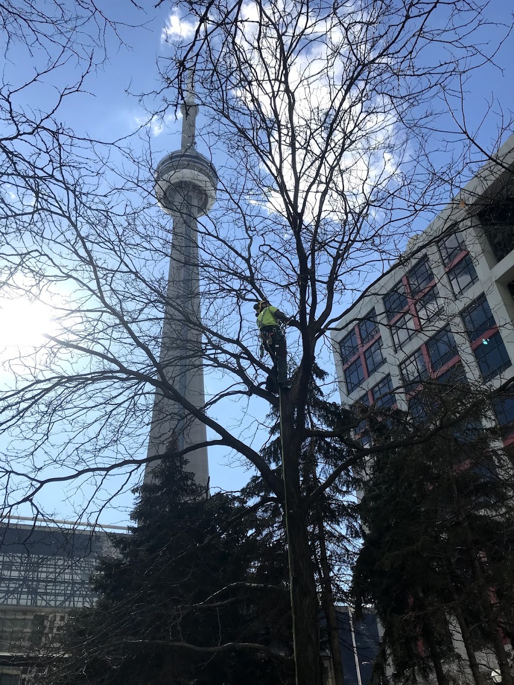 Davey Tree Expert Co. of Canada, Limited | 611 Tradewind Dr #500, Ancaster, ON L9G 4V5, Canada | Phone: (800) 465-6367