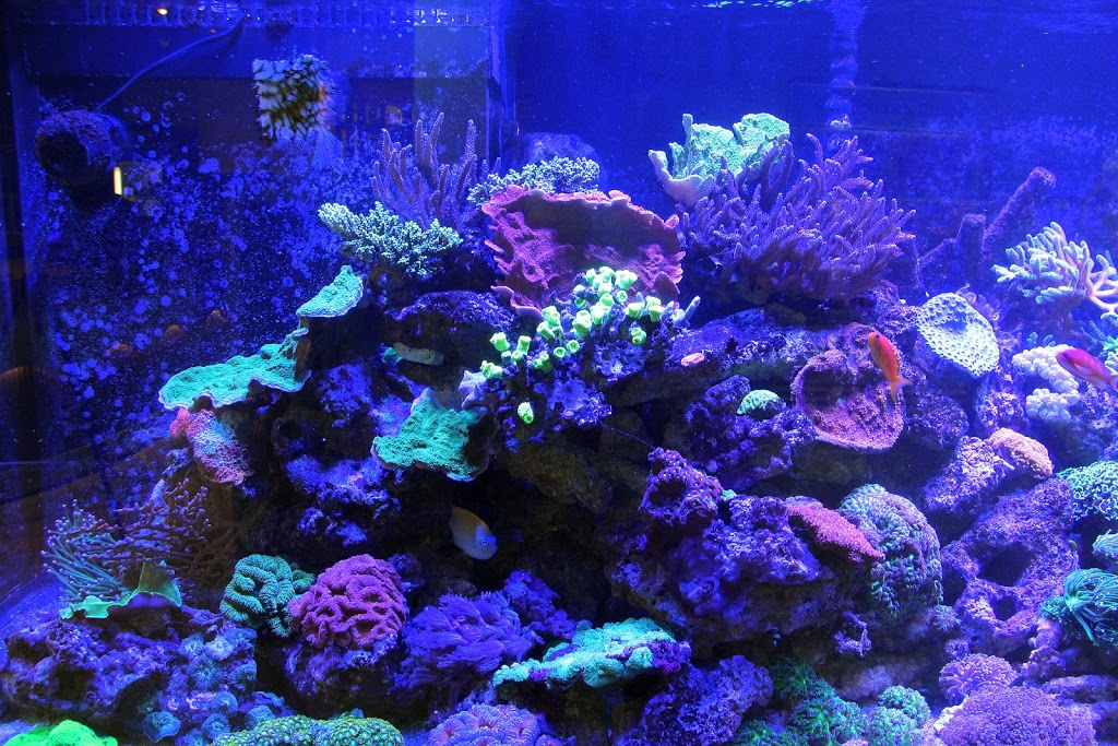 Reef Solution Quebec | 75 Boulevard Bastien, Wendake, QC G0A 4V0, Canada | Phone: (418) 842-2702