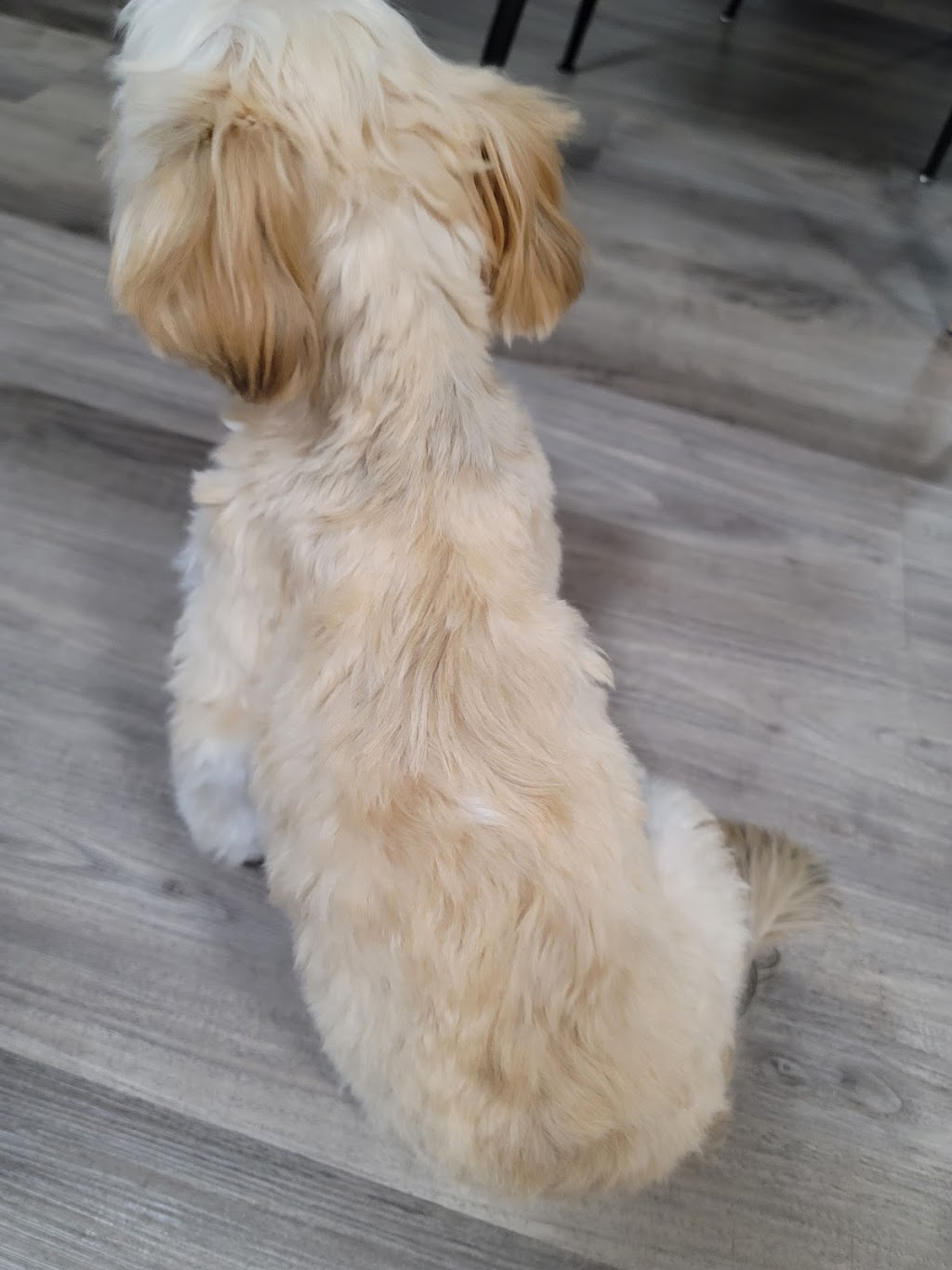 Panorama Paws Dog Grooming | 5878 151 St, Surrey, BC V3S 3T2, Canada | Phone: (778) 893-0114