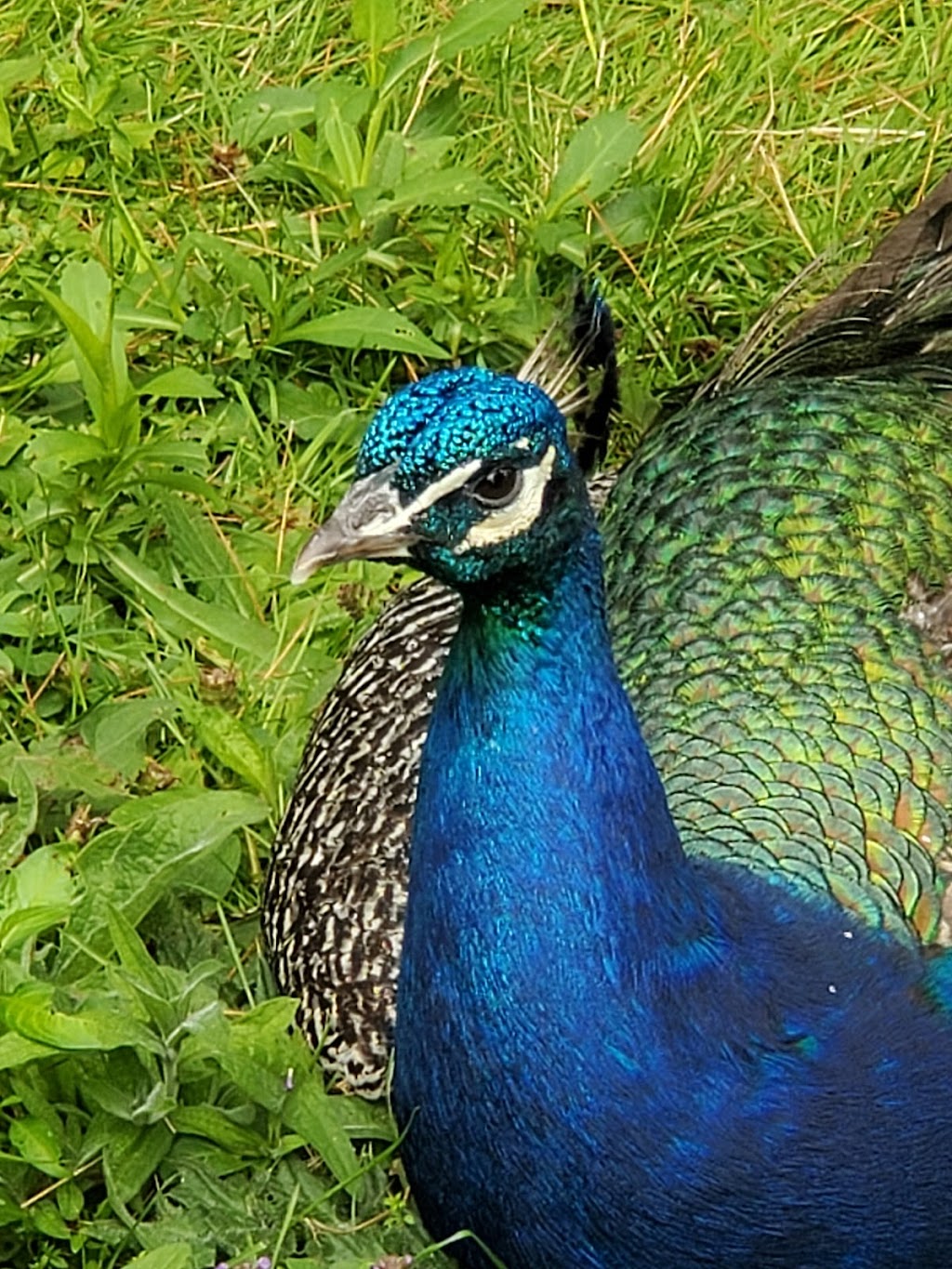 Hope For Wildlife | 5909 NS-207, Musquodoboit Harbour, NS B0J 2L0, Canada | Phone: (902) 407-9453