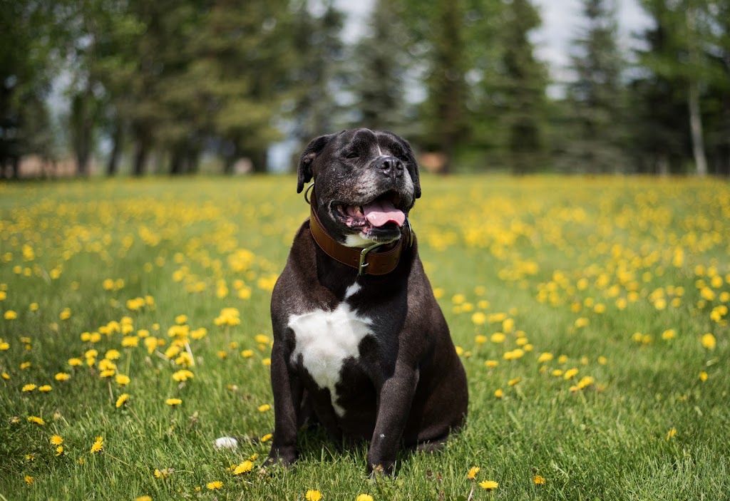 Blushing Amber Memories | Box 29, Clyde, AB T0G 0P0, Canada | Phone: (780) 307-6096