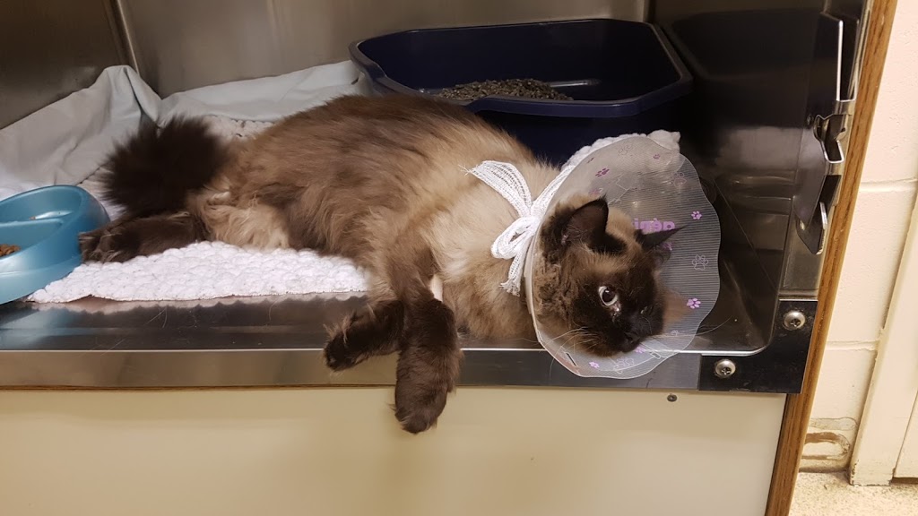 Port Elgin Veterinary Clinic | ON-21, Saugeen Shores, ON N0H 2C5, Canada | Phone: (519) 389-2020