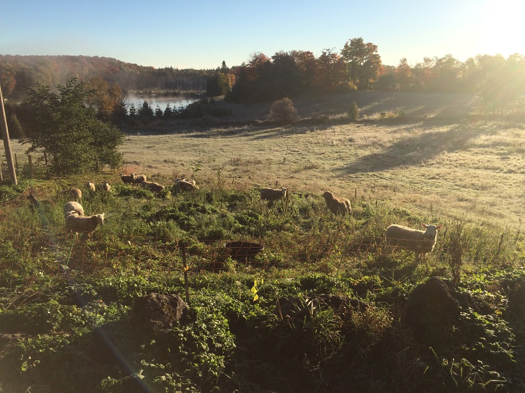 Double D Pastures | 429527 Rd 8B Concession, Singhampton, ON N0C 1M0, Canada | Phone: (705) 606-0905