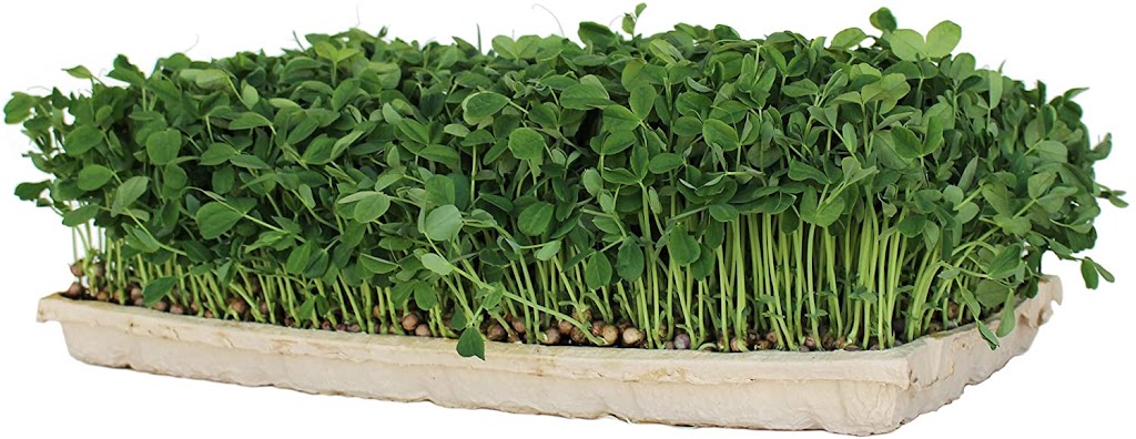 OneSprout.ca Organic Wheatgrass and Microgreens | 2387 Kawartha Heights Blvd, Peterborough, ON K9K 1S4, Canada | Phone: (647) 486-5050