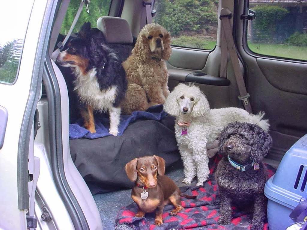 Dash-Hound Pet Services | 1314 Mahon Ave, North Vancouver, BC V7M 3M3, Canada | Phone: (604) 985-0697