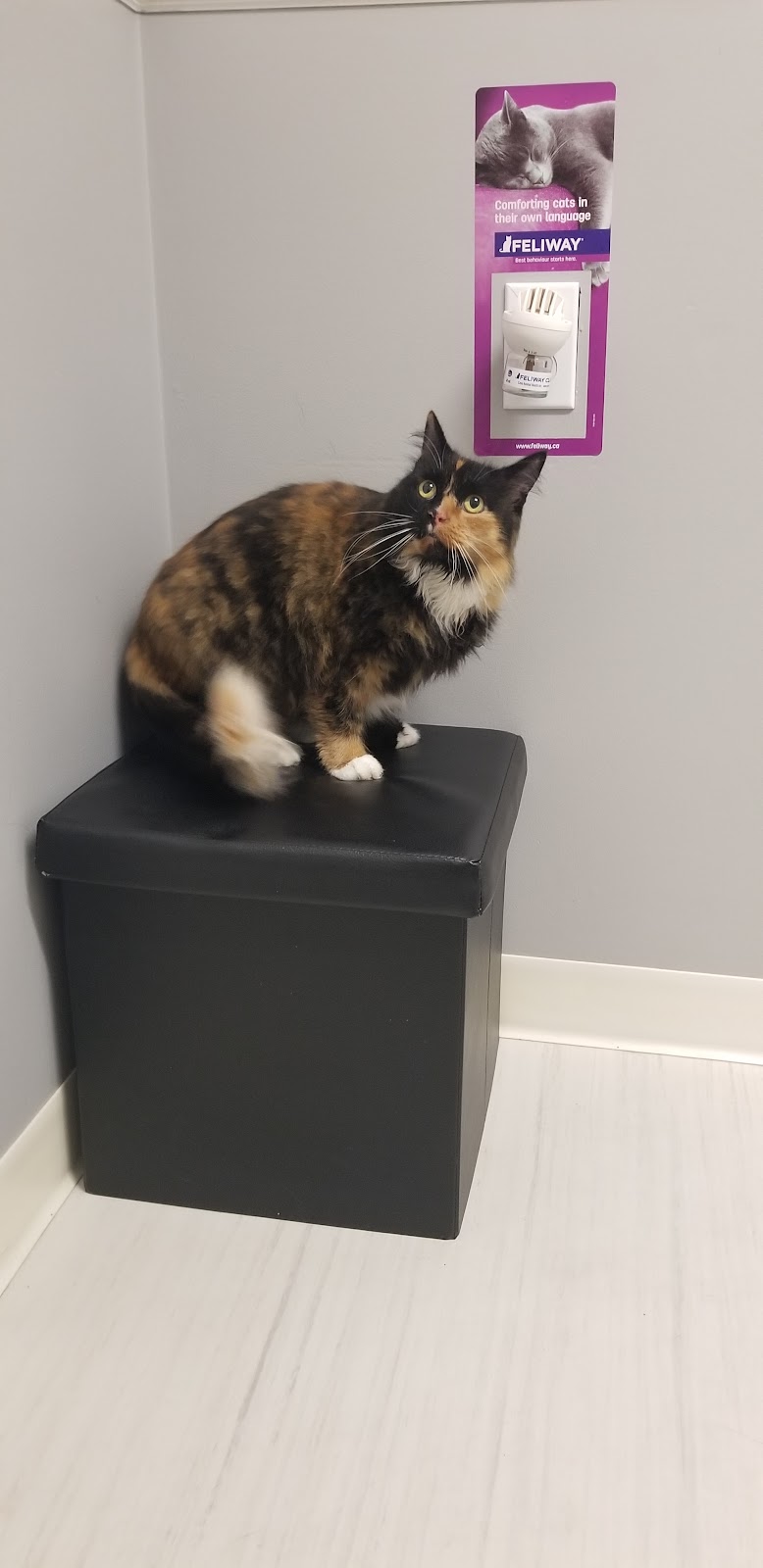 Eagle Ridge Veterinary Hospital | 5595 Sunshine Coast Hwy, Sechelt, BC V0N 3A0, Canada | Phone: (604) 885-5158
