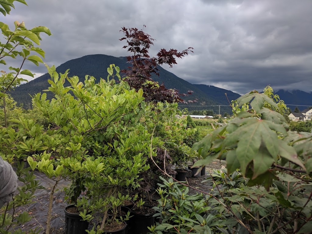 Mandip Bhullar Farms And Nursery | 36545 Lougheed Hwy, Fraser Valley G, BC V2V 7K6, Canada | Phone: (604) 751-3437
