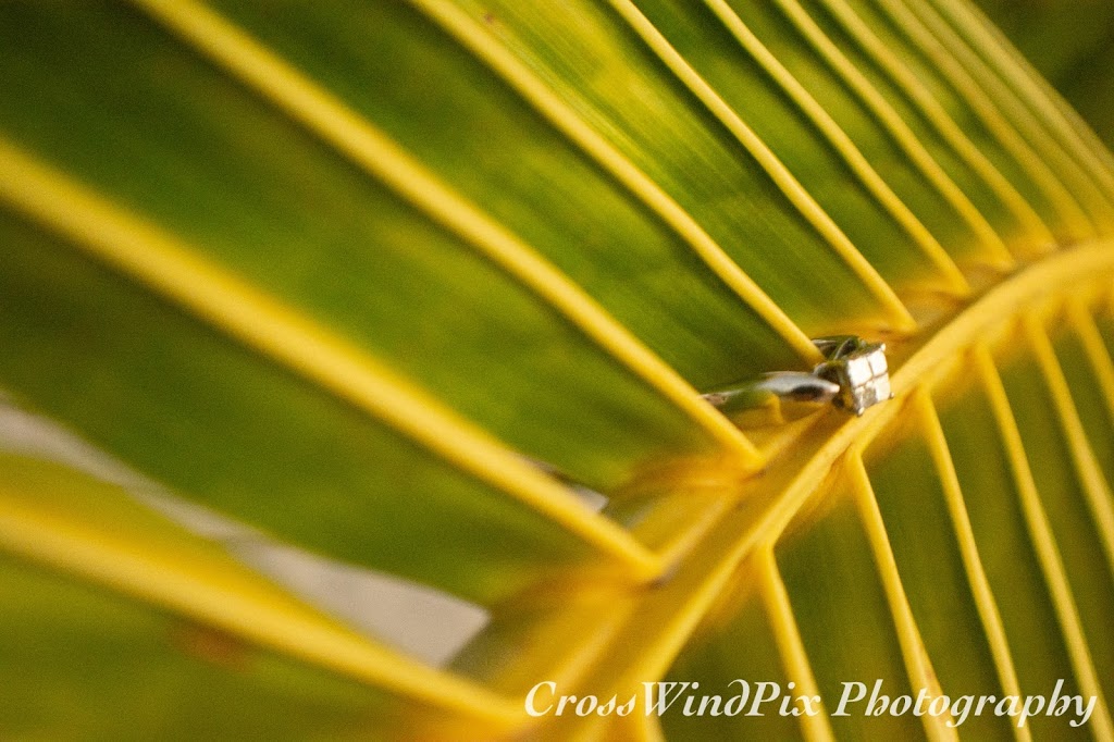 Wendy Cross Photography, CrossWindPix | 8 Mill St, Stirling, ON K0K 3E0, Canada | Phone: (613) 970-4938