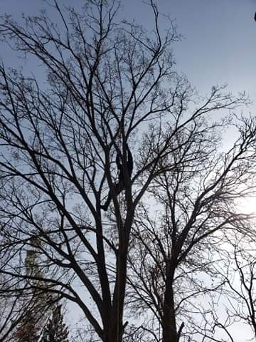 Cypress Tree & Lawn Care | 1024 2 St E, Prince Albert, SK S6V 0G7, Canada | Phone: (306) 999-2230