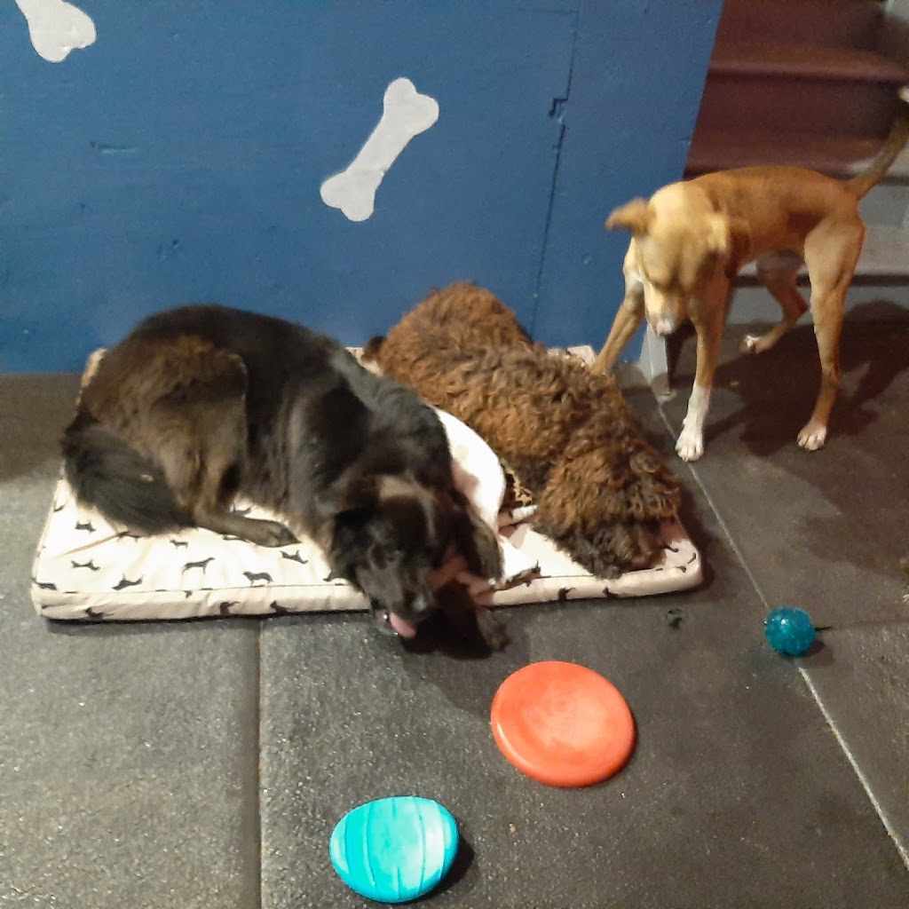 Great North Doggie Daycare & Boarding | point of interest | 16 Iroquois Crescent, Tiny, ON L9M 0C6, Canada | 5199986093 OR +1 519-998-6093