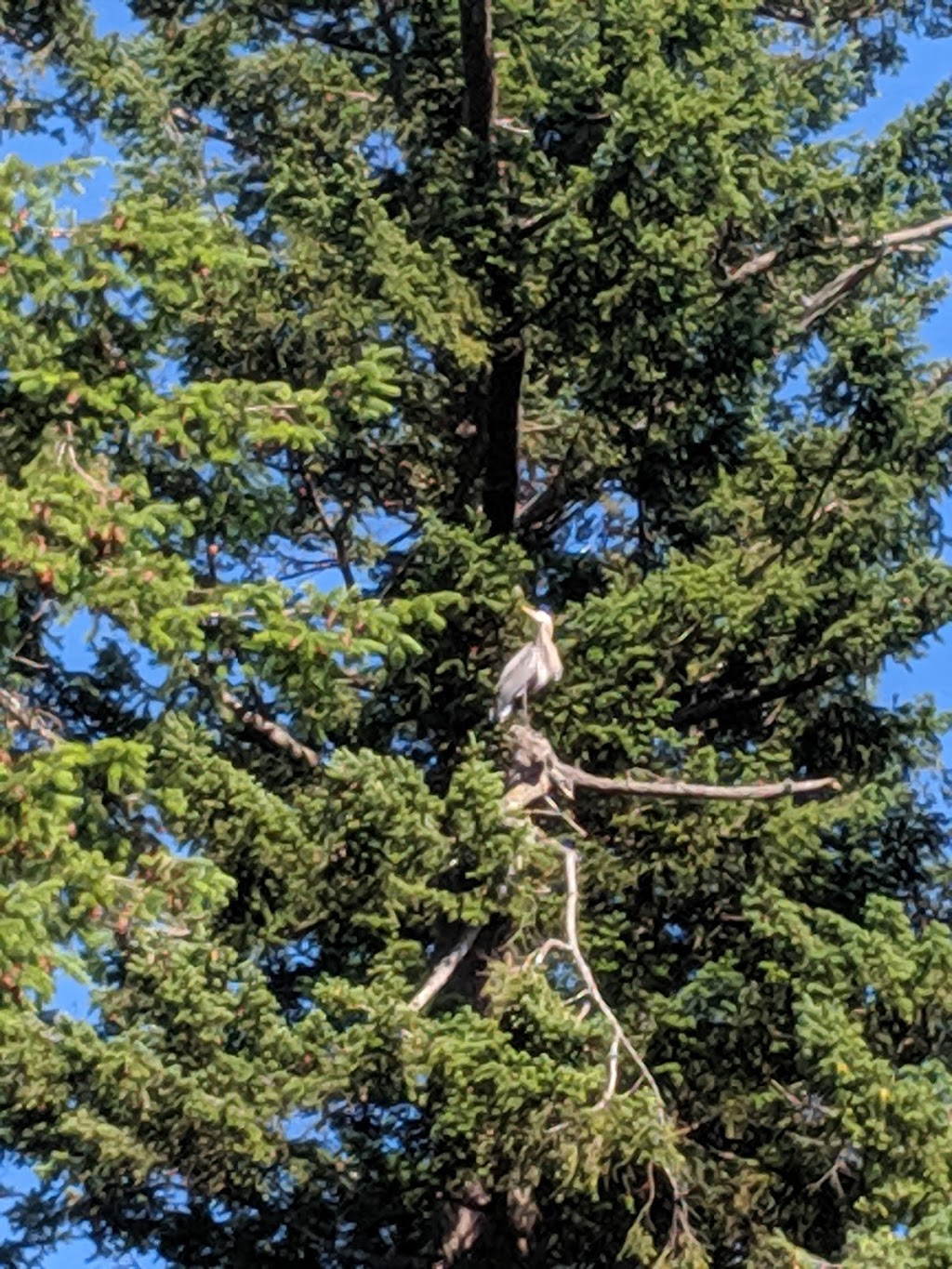AElder | 460 Main St, Eastsound, WA 98245, USA