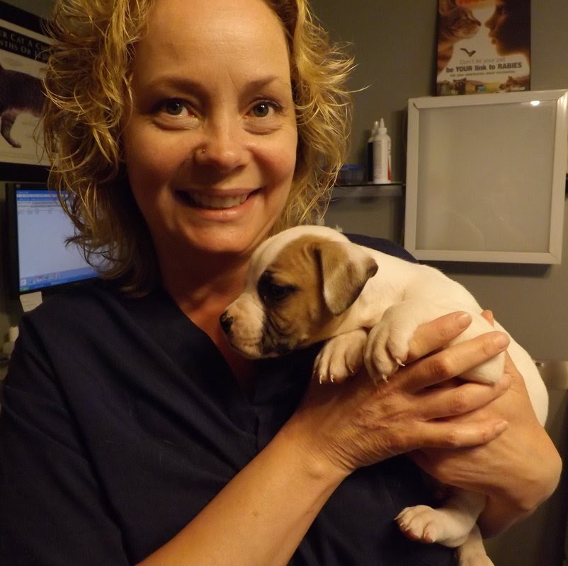 Blue Cross Animal Hospital | 734 Frederick St, Kitchener, ON N2B 2B2, Canada | Phone: (519) 742-2821