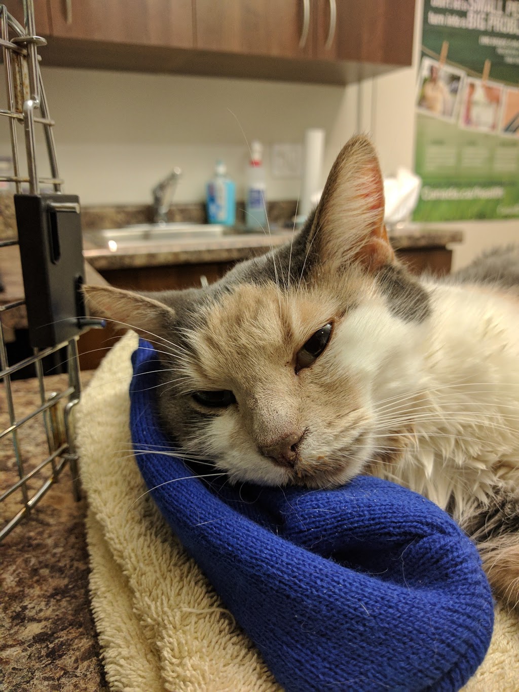 Paris Veterinary Clinic | 321 Grand River St N, Paris, ON N3L 2N9, Canada | Phone: (519) 442-2522