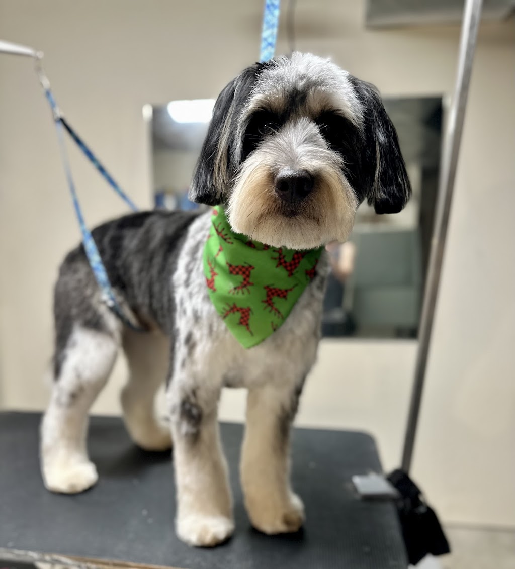 Pawsitive Pet Salon | 3422 Rd 164, Fullarton, ON N0K 1H0, Canada | Phone: (226) 220-2437