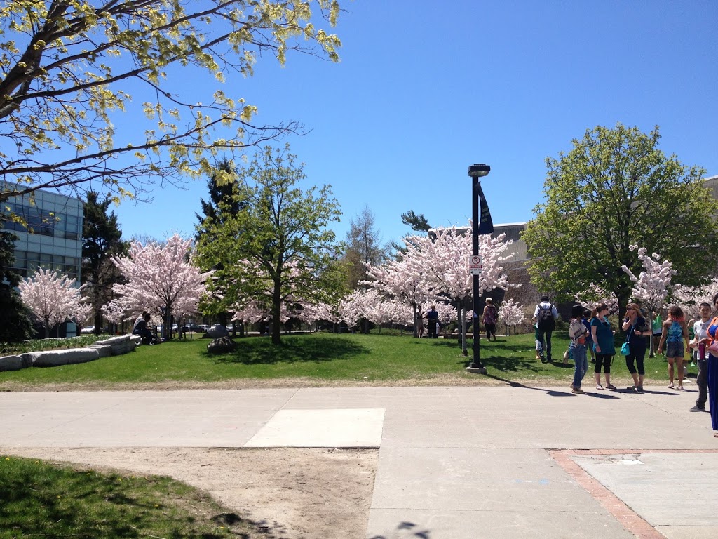 The Sakura Grove | 1265 Miitary Trail, Scarborough, ON M1C 1A4, Canada