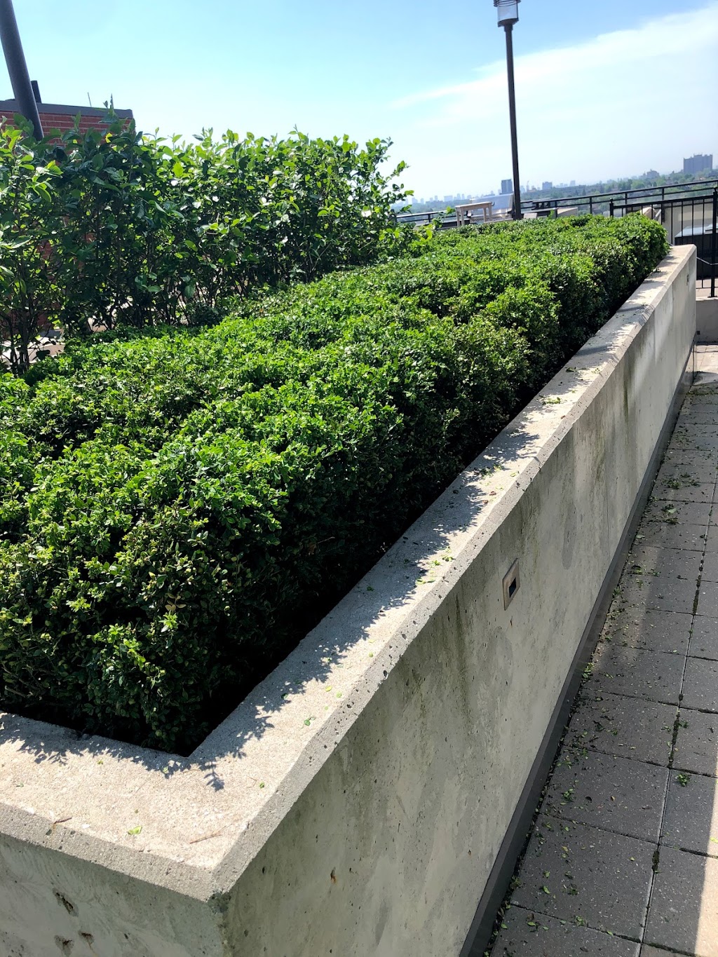 Tico lawn care | 105 West Lodge Ave, Toronto, ON M6K 2T5, Canada | Phone: (647) 282-3703