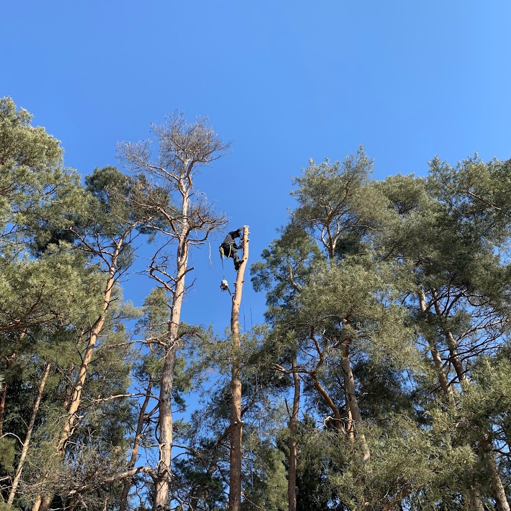 Ascents Tree | 24 Sultan St, Guelph, ON N1H 2W1, Canada | Phone: (226) 500-5206