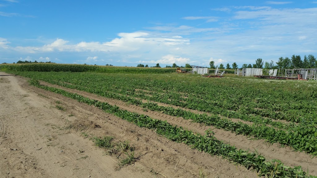 Fraises Louis Hebert | 978 Chemin de la 4 Ligne, Saint-Valentin, QC J0J 2E0, Canada | Phone: (450) 291-3004