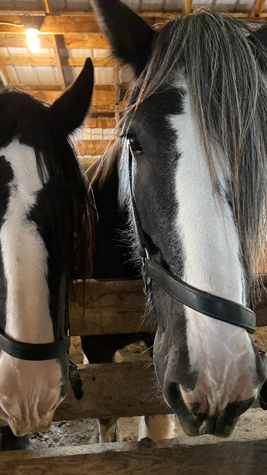 Desert Hills Ranch Farm Market | 250 Elm St, Ashcroft, BC V0K 1A0, Canada | Phone: (250) 453-9878