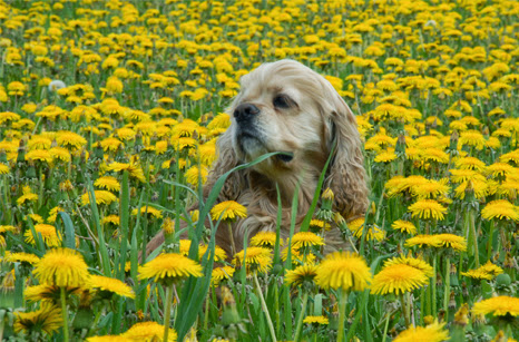London North Animal Hospital | 735 Wonderland Rd N #22, London, ON N6H 4L1, Canada | Phone: (519) 601-8387