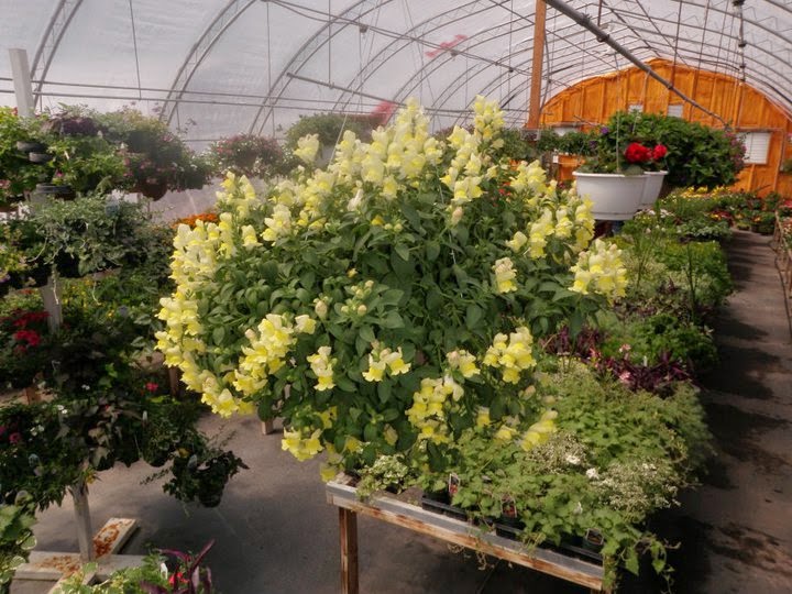 Rainbow Mill Gardens | Mill Rd, Anola, MB R0E 0A0, Canada | Phone: (204) 866-3000