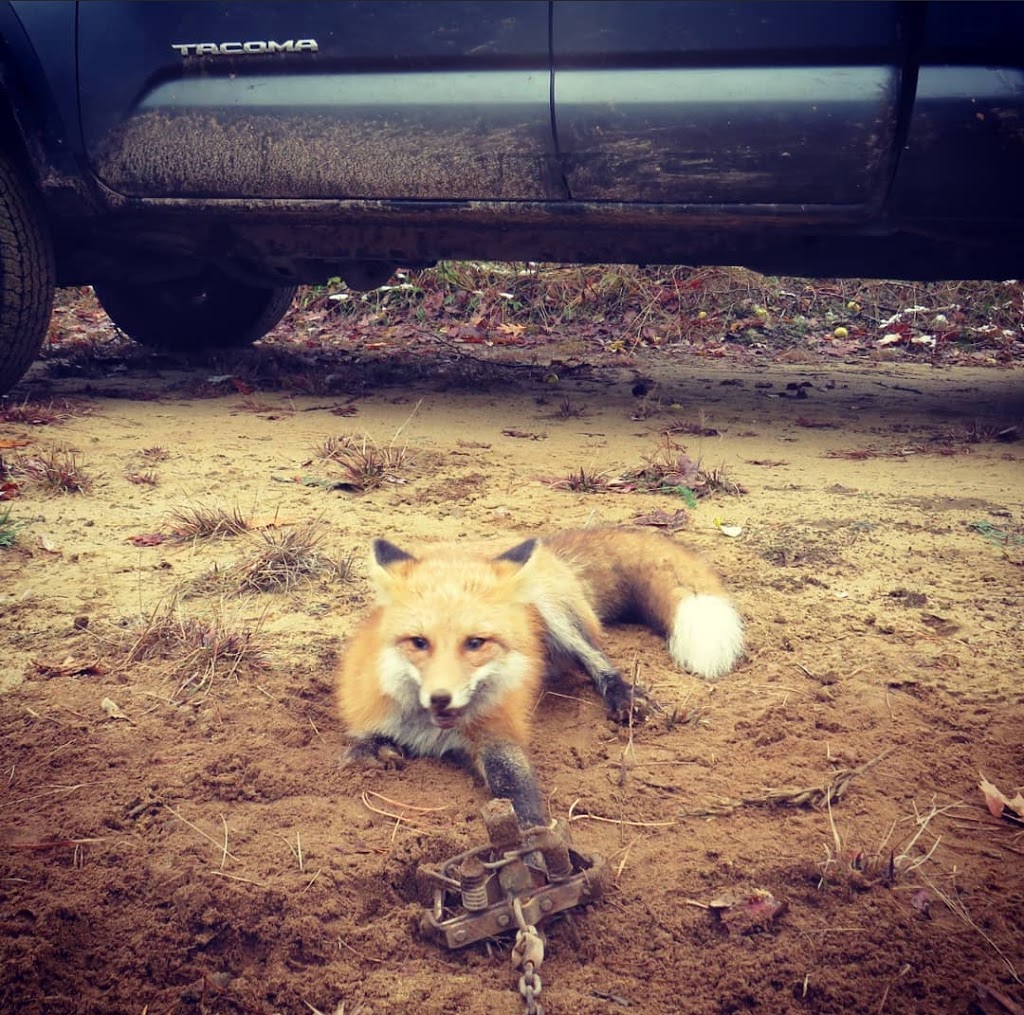 MZ Nuicanse Animal Removal | 1017 Bannister St, Elmvale, ON L0L 1P0, Canada | Phone: (705) 730-4252