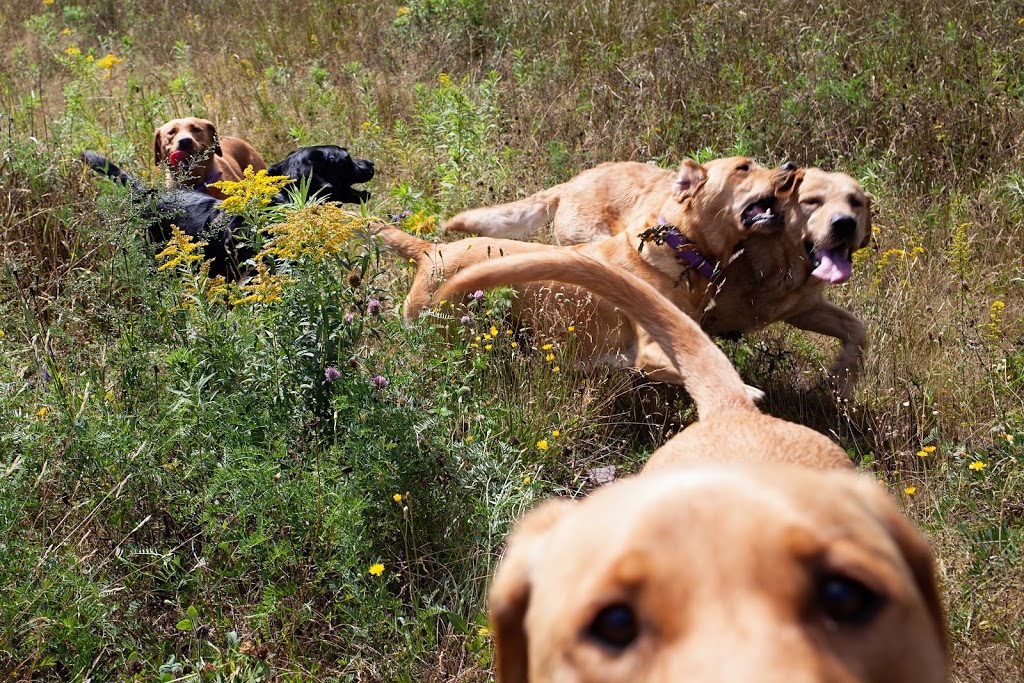 Dickinson & Baird Veterinary Hospital | 141 William Bell Dr, Hampton, NB E5N 6B4, Canada | Phone: (506) 832-3192