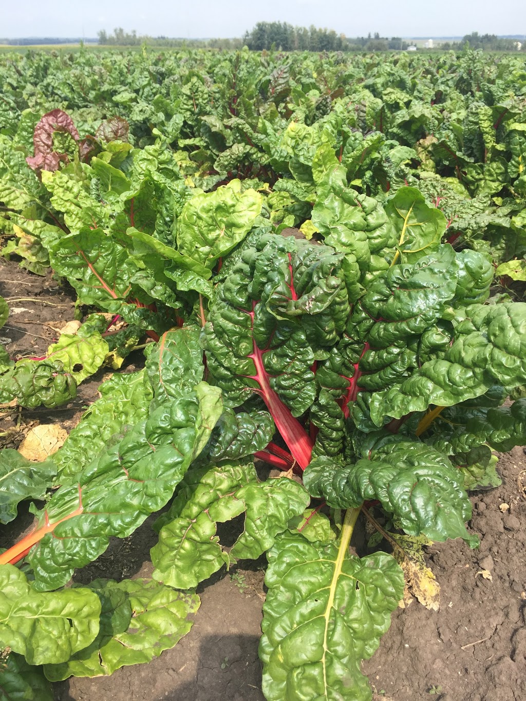 Lunds Organic Farm | 7501 C & E Trail T4G 0G9, Innisfail, AB T4G 0B1, Canada | Phone: (403) 506-1903
