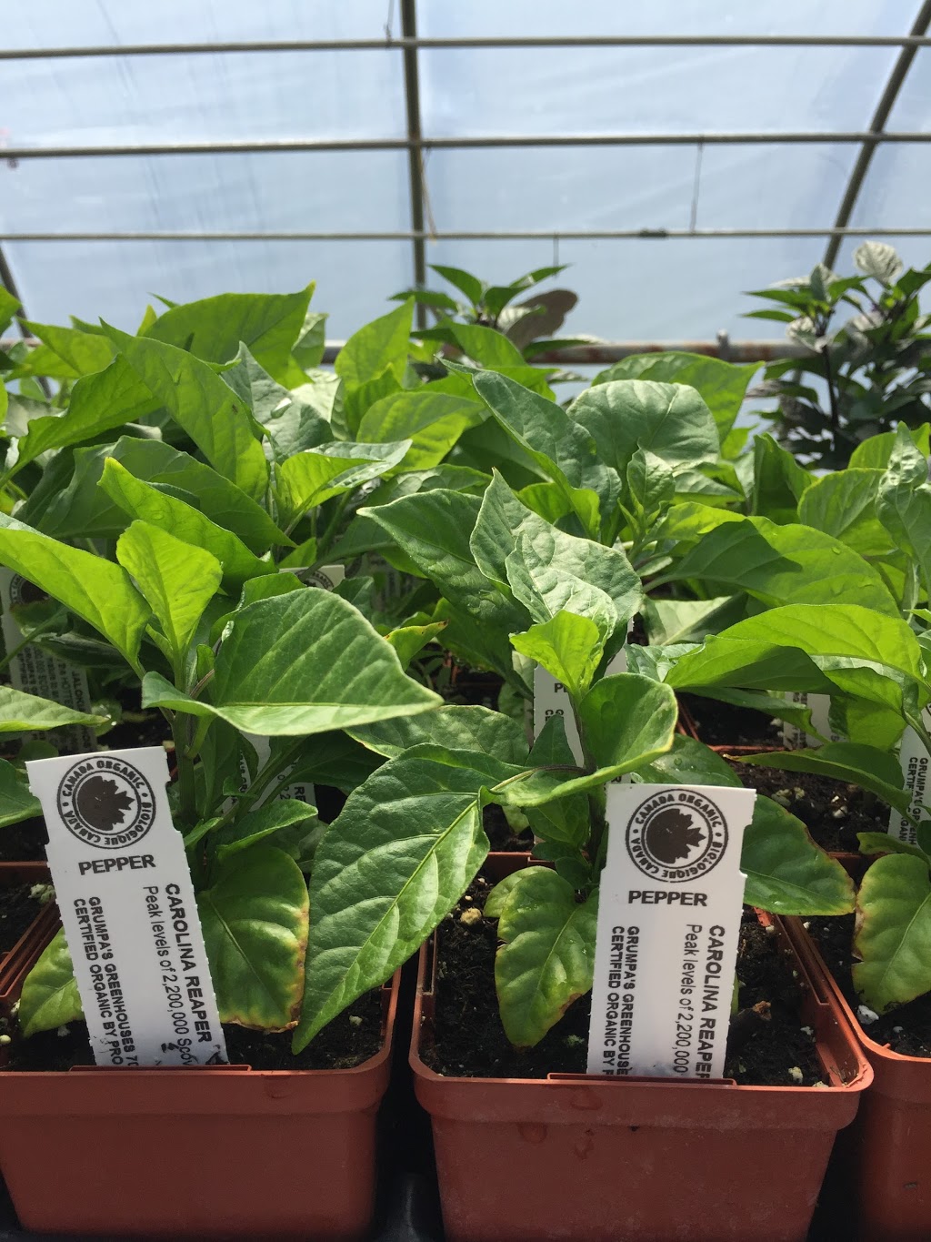 Grumpas Organic Greenhouses | 7871 Concession Rd 3, Lisle, ON L0M 1M0, Canada | Phone: (705) 424-9920