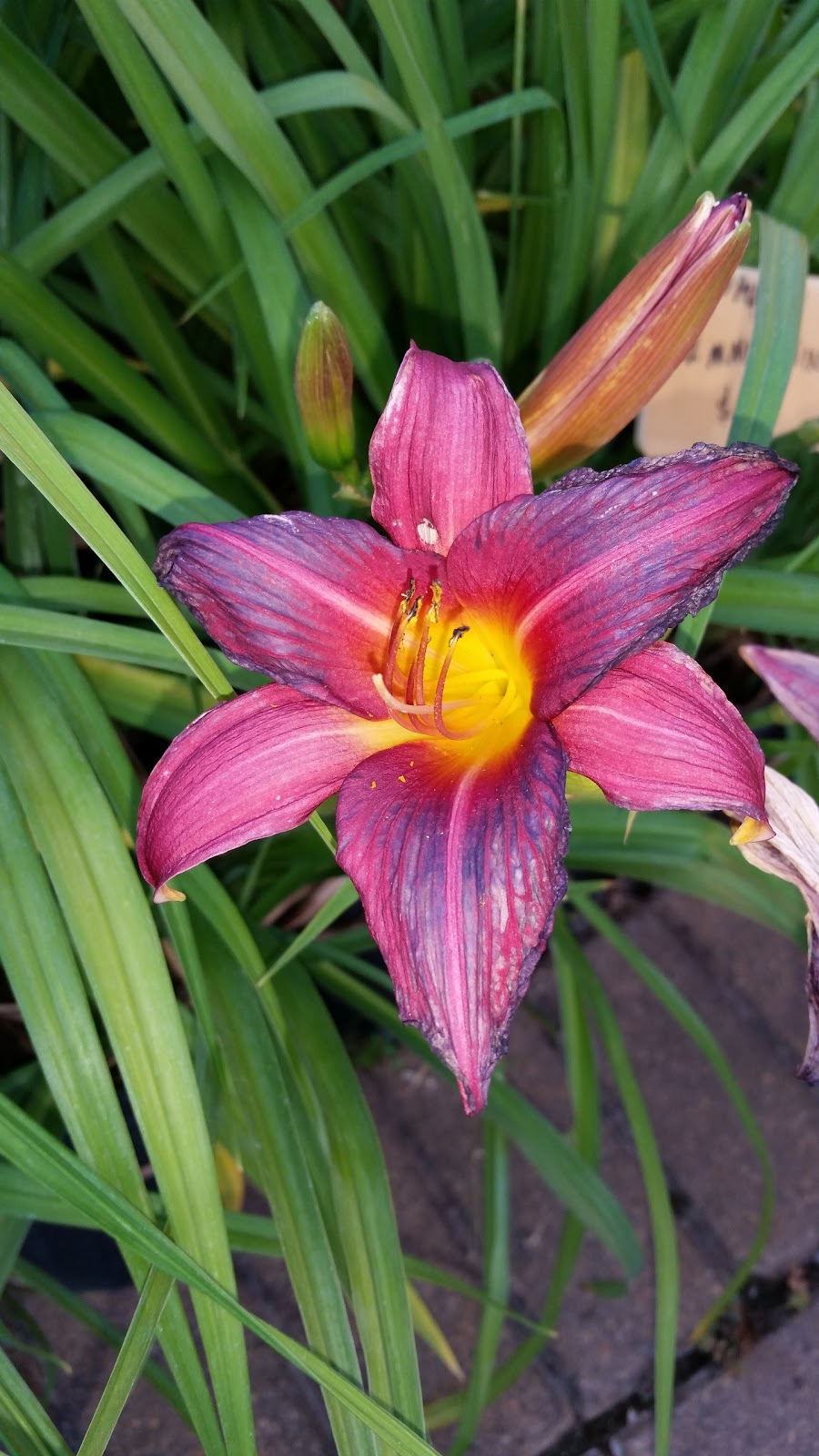 VanBeeks Nursery & Garden Centre | 68 Rd, Ingersoll, ON N5C 3J5, Canada | Phone: (519) 485-3081