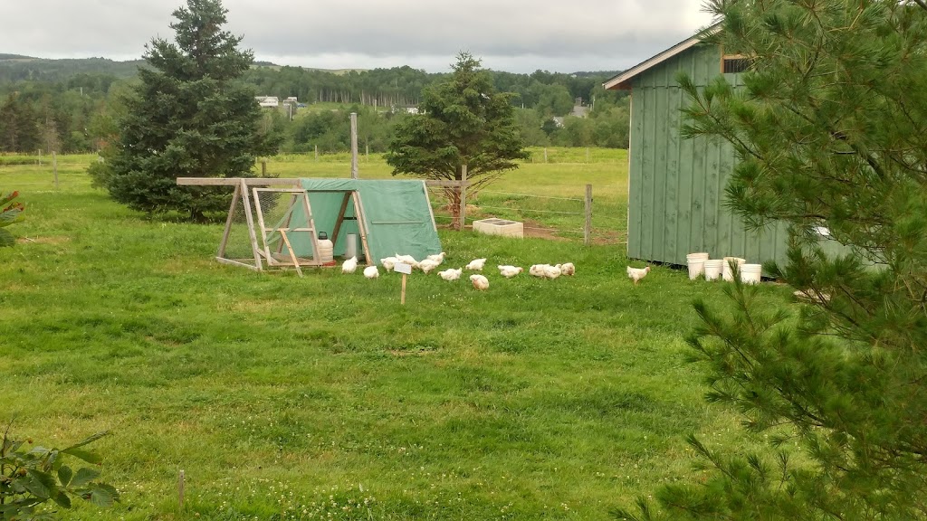 Simply Ducky Farm | 2952 Nova Scotia Trunk 7, Antigonish, NS B2G 2L3, Canada | Phone: (902) 783-2959