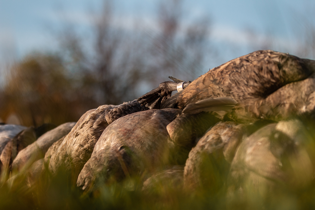 APEX Waterfowling | 2500 Roger Stevens Dr, North Gower, ON K0A 2T0, Canada | Phone: (613) 453-8224