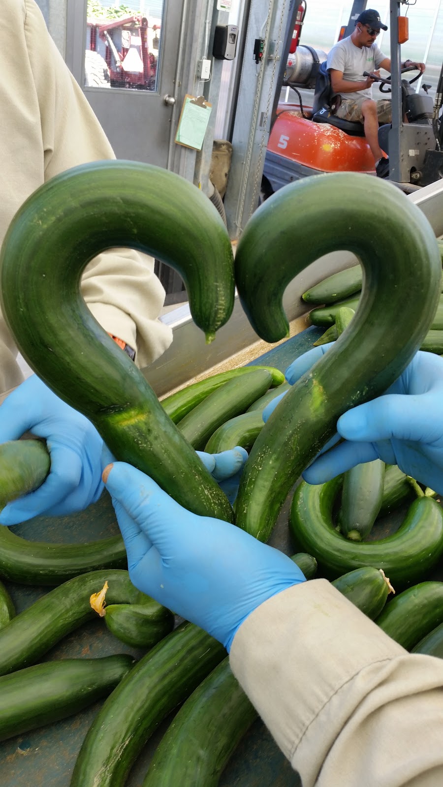 Vine Fresh Acres Ltd. | 420 Essex Road 14, Leamington, ON N8H 3V8, Canada | Phone: (519) 326-8808