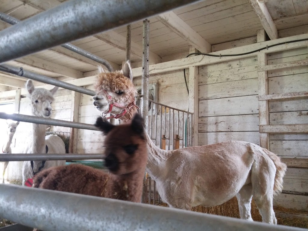 Ferme Bel Alpaga | 1331 2e Rang, Saint-Bonaventure, QC J0C 1C0, Canada | Phone: (819) 396-1498