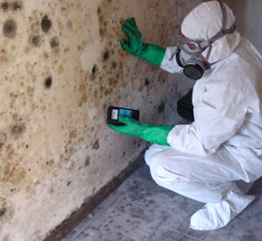Mold stars | 351 Spinnaker Way, Concord, ON L4K 4N4, Canada | Phone: (877) 400-6653