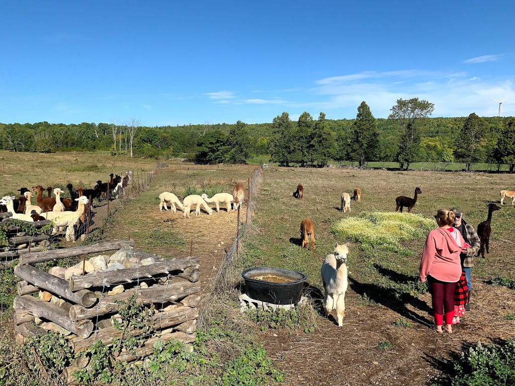 Lobo Loco Alpacas | 800 Townline Rd, Sheguiandah, ON P0P 1W0, Canada | Phone: (705) 968-0073