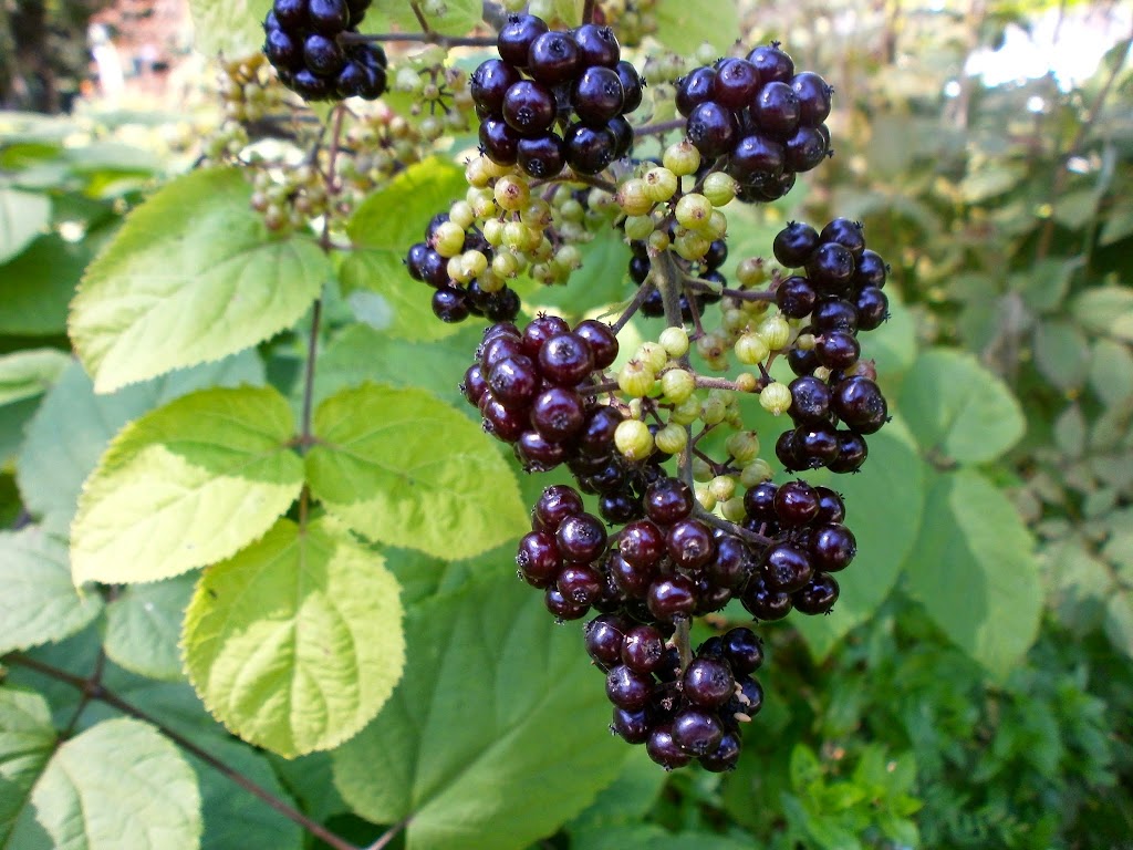 Pépinière Jean Gagné | 19 Rue Langlois, Saint-Lambert-de-Lauzon, QC G0S 2W0, Canada | Phone: (418) 889-9161