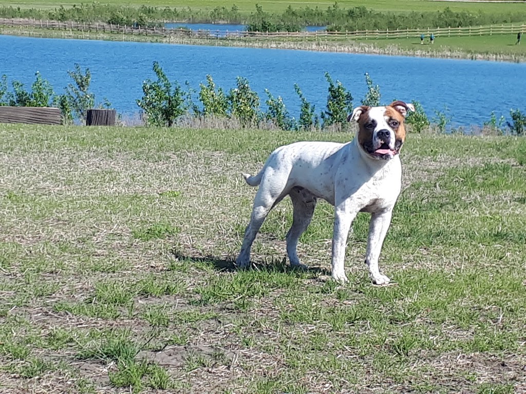 West Rivers Edge Dog Park | Pointe Aux Pins Rd, Fort Saskatchewan, AB T8L 2C5, Canada | Phone: (780) 992-6200