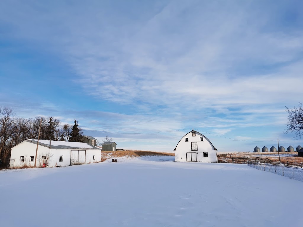 Canswan Farm 天鹅农场 | Unnamed Rd, Kayville, SK S0H 2C0, Key West No. 70, SK S0H 2C0, Canada | Phone: (306) 475-0011