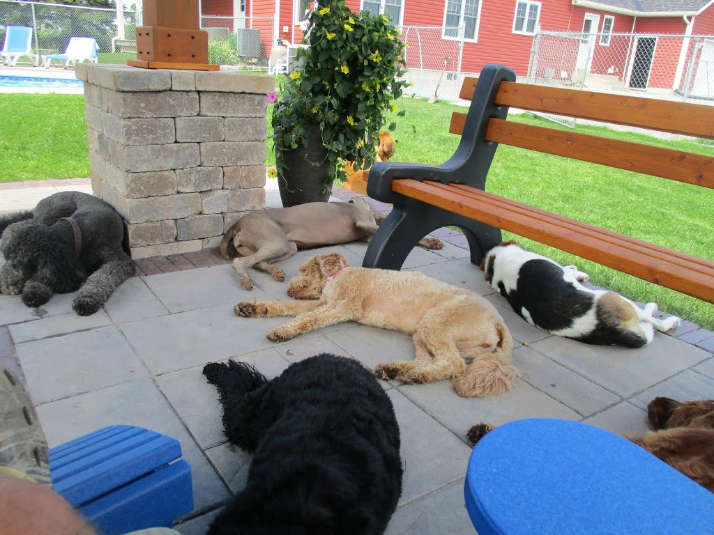 For The Love Of Dogs In Home Boarding | 239 Fallis Line, Millbrook, ON L0A 1G0, Canada | Phone: (705) 740-5535