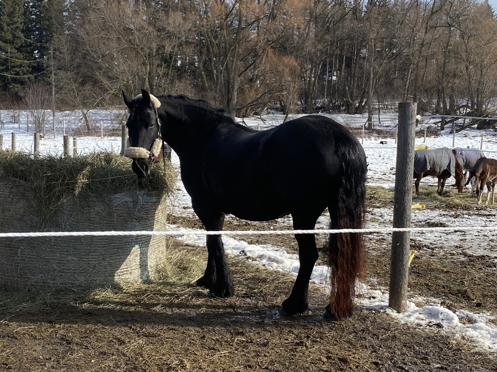 Royal Friesian Farm | 15010 Dufferin St, King City, ON L7B 1K5, Canada | Phone: (647) 773-6843