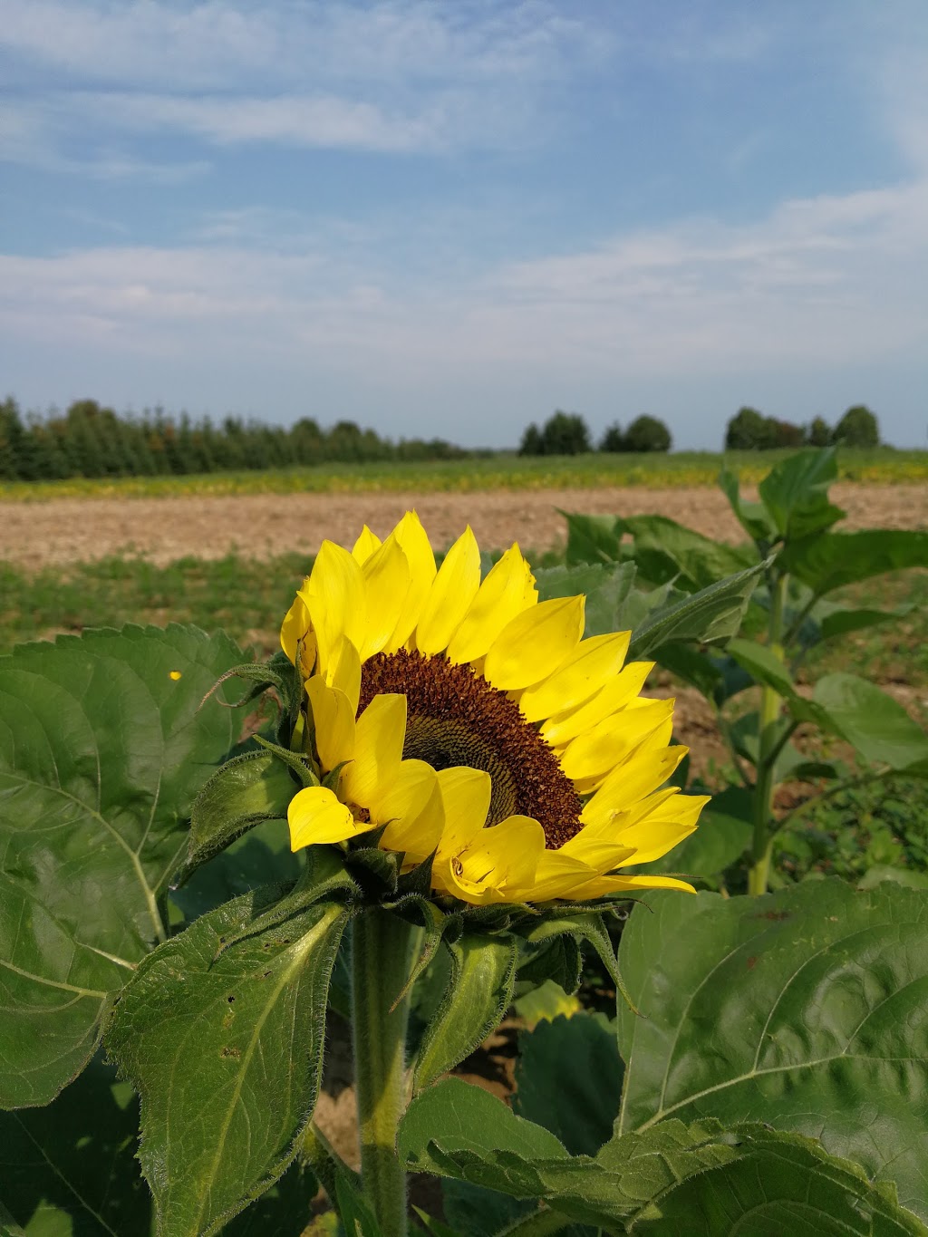 Farintosh Farms | 11858 Warden Ave, Whitchurch-Stouffville, ON L4A 2K1, Canada | Phone: (905) 887-5727