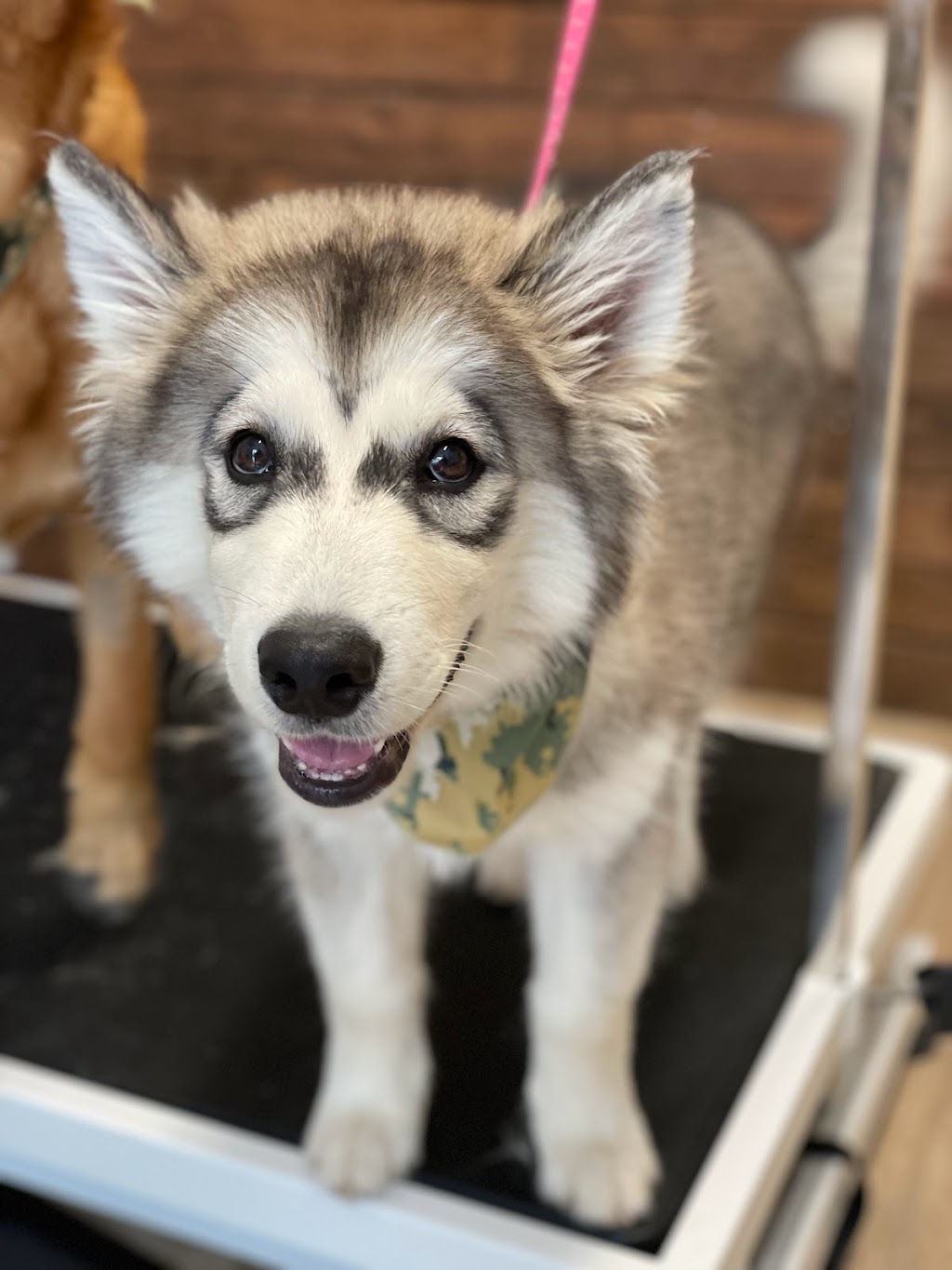 Cassies Dog Spa | 782 Rosedale Ave, Sarnia, ON N7V 2A1, Canada | Phone: (519) 312-1582