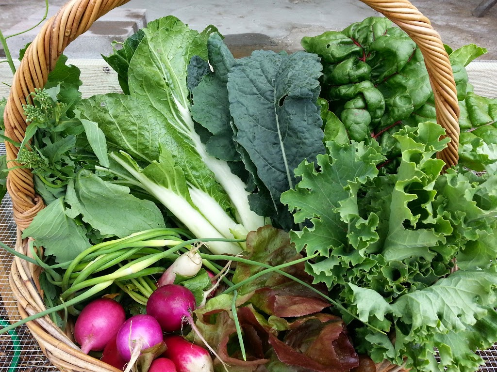 McCollum Orchards, LLC | 248 N Adam St, Lockport, NY 14094, USA | Phone: (716) 730-0703