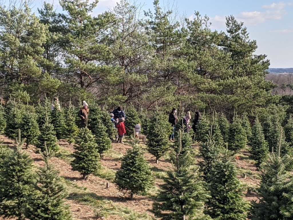 Clembrook Christmas Farm | 4231 Derry Rd W, Milton, ON L9T 2Y1, Canada | Phone: (905) 878-6576