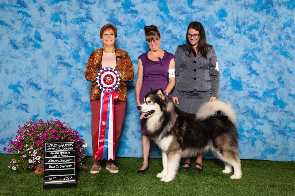 NovaMal Alaskan Malamutes | 12 Atlantic View Dr, Lawrencetown, NS B2Z 1R4, Canada | Phone: (902) 441-1981