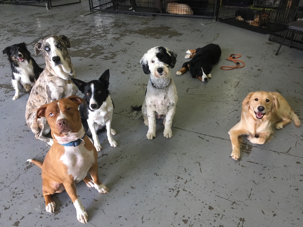 All Around Hound Dog Services | 1063 78 Ave NW, Edmonton, AB T6P 1L8, Canada | Phone: (780) 893-3647