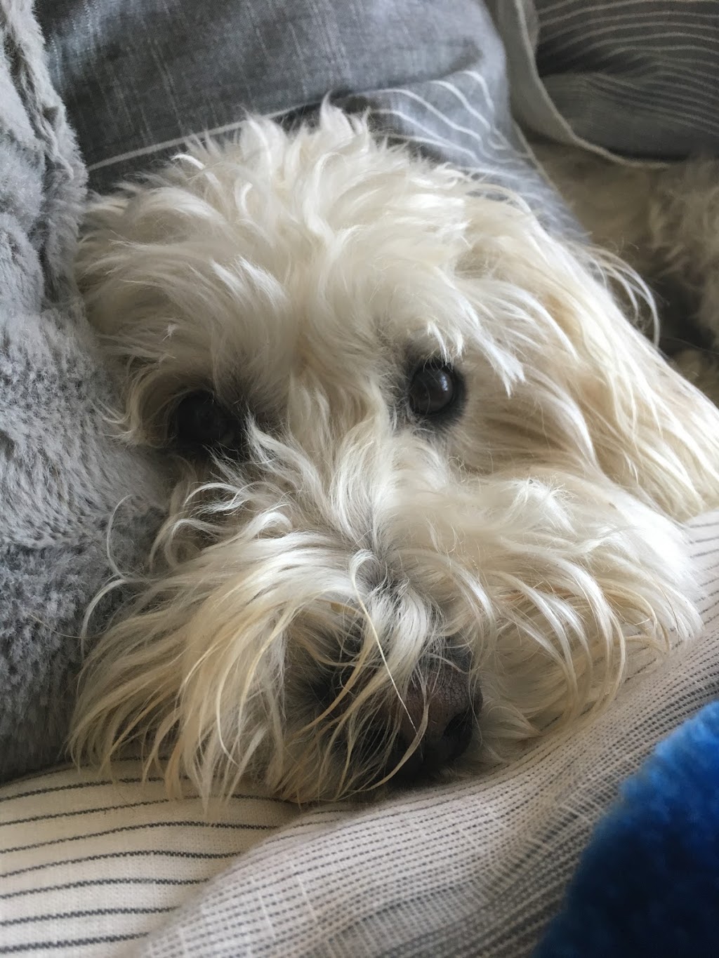 Bronte Village Animal Hospital | 2385 Lakeshore Rd W, Oakville, ON L6L 1H4, Canada | Phone: (905) 465-1738
