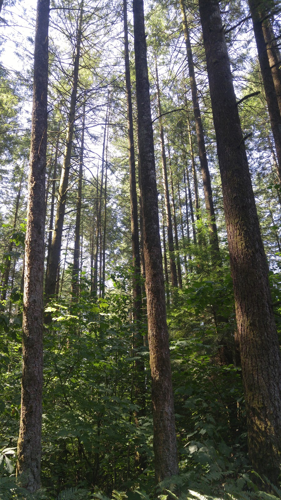 Cedar Trail | Cedar Trail, Surrey, BC V3V 7Z2, Canada